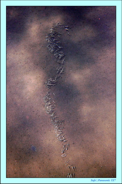 2012 - 07 - Dauin Sanctuary 19